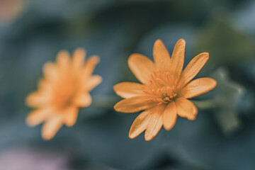 piękny kolorowy kwiat centralnie na rozmytym tle © Henryk Niestrój