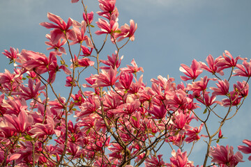 Gentle pink Magnolia soulangeana Flowers on a twig blooming against clear blue sky at spring