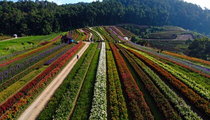 Aerial view of Puncak Tonang Flower Garden Tourism