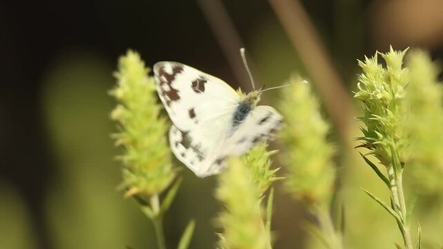 Mariposa de la mostaza Pontia daplidice sale volando desde rabogato Sideritis tragoriganum, Alcoy, Espa&ntilde;a