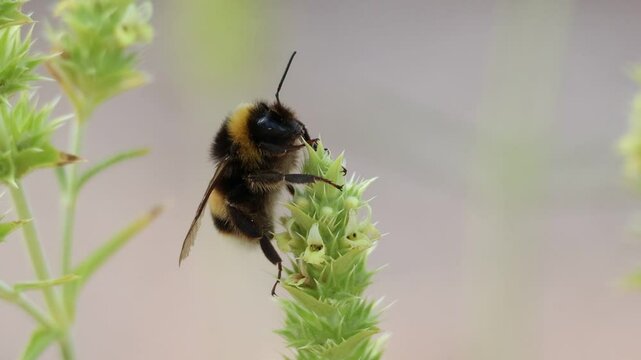 Abejorro Bombus terrestris durmiendo en planta medicinal rabo de gato Sideritis tragoriganum del parque natural Sierra de Mariola, Alcoy, Espa&ntilde;a