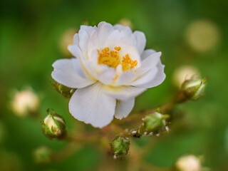 drobna różyczka w kolorze kremowym