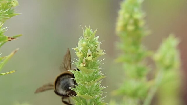 Abejorro Bombus terrestris con torpes y extra&ntilde;os movimientos justo despues de despertar en la ma&ntilde;ana, parque natural Sierra de Mariola, Alcoy, Espa&ntilde;a