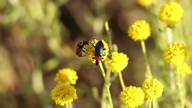 Insecto cole&oacute;ptero Ceramb&iacute;cido rojo (Stictoleptura rubra) invita a Escarabajo Heliotaurus ruficollis a marcharse de su flor Santolina chamaecyparissus, Alcoy, Espa&ntilde;a
