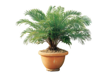 Fototapeta premium Cycad Plant in Pot