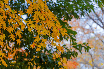 黄葉した紅葉の枝と秋の色彩