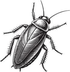 Oriental Cockroach (Blatta orientalis), Types of Cockroaches, Vector Illustration, Sketch Drawing Line Linear Symbol Icon Engraving Coloring Book, Hand-drawn Black and White Isolated
