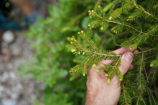 Close up of a hand holding spruce tips in an alpine forest. 