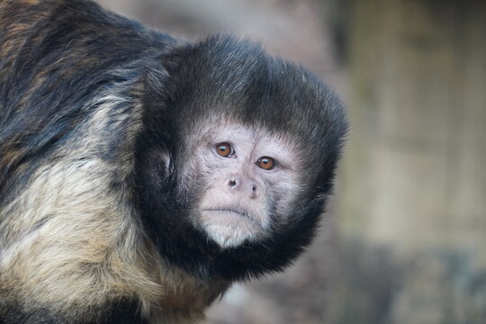 Golden-bellied capuchin