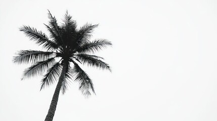 Single palm tree silhouette against white sky