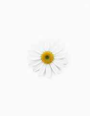 White daisy with a yellow center on a plain white background, softly lit and offset to the bottom right