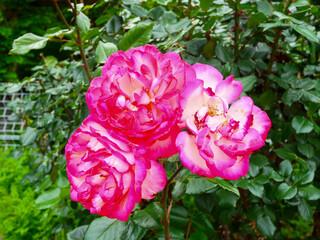 鮮やかなピンクの花