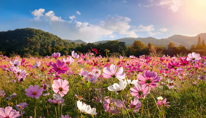 Obraz premium flower cosmos field blooming nature background