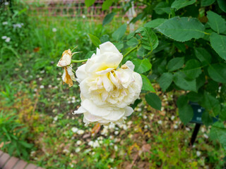 黄色の薔薇の花