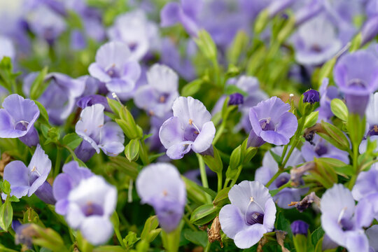 Torenia Catalina (Wishbone Flower) – Blue and Purple Flowers in Bloom, Close-up - Powered by Adobe