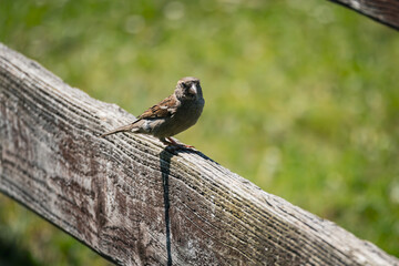 Spatz auf Geländer