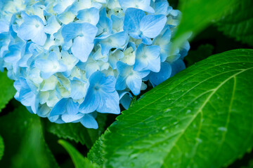 雨上がりの紫陽花の花