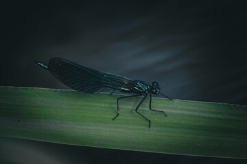 Blau Libelle auf frischem Schilfblatt 