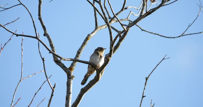 Camouflaged wryneck (Jynx torquilla) perches upright against bark of sunlit dead tree, utilizing disruptive feather patterns to evade detection by predators and observers