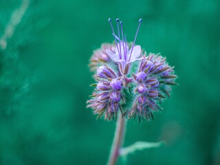 kwitnące kwiaty facelii (Phacelia Juss.) – rodzaj roślin z rodziny faceliowatych (Hydrophyllaceae).