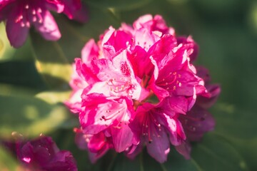 piękny kolorowy kwiat centralnie na rozmytym tle