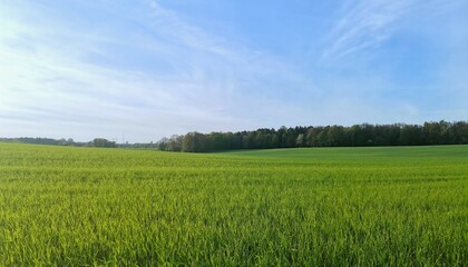 Green field with forest in the back and blue sky