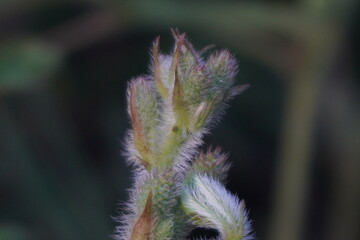 Mimosa pudica bears pink, fluffy ball-shaped flowers and small, pod-like fruits; its leaves fold...