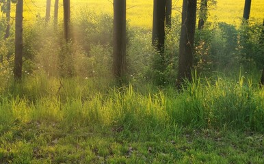 Misty morning in the forest, beautiful sunrise in the nature