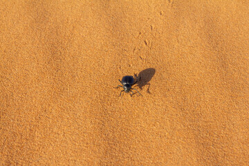 A small, dark desert beetle leaves subtle tracks as it navigates the vast, textured expanse of...