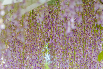 満開の藤棚と垂れ下がる紫の花々