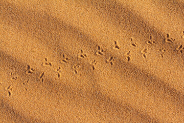 Tiny, precise footprints of a desert creature create a delicate trail across the rippled, textured golden sand, highlighting the subtle beauty of wilderness life