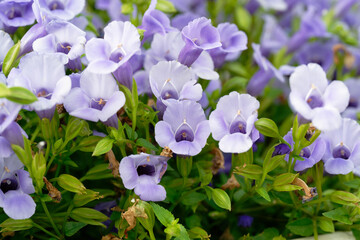 Torenia Catalina (Wishbone Flower) – Blue and Purple Flowers in Bloom, Close-up