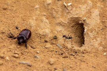 A close-up captures a dark beetle and an ant near an underground burrow entrance in the textured desert sand, showcasing tiny wildlife interactions.
