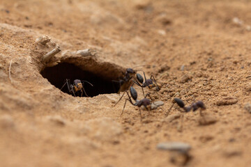 A close-up view captures several resilient desert ants bustling around the entrance of their...