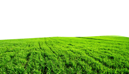 Lush bright green field of freshly grown cereal crops stretching across a gentle hill transparent background