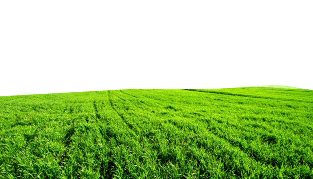 Lush bright green field of freshly grown cereal crops stretching across a gentle hill transparent background