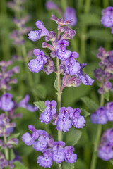 the flowering of melissa. purple flowers on a green background. medicinal treatment. close-up. natural light.