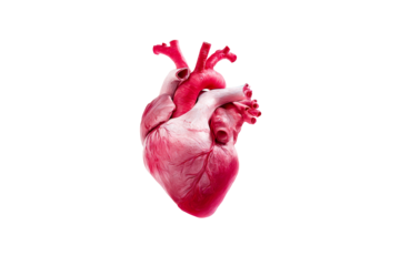 Transparent human heart anatomy for educational use