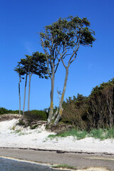 B&auml;ume auf dem Darss