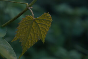 Curved plant stem with tender, yellowing leaves and buds, highlighting early growth, natural beauty, and delicate transitions in plant life