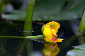 yellow water lily on the water. close-up. natural light. water yellow flower.