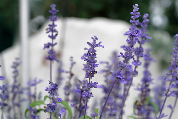 Fototapeta premium lavender flowers in the garden