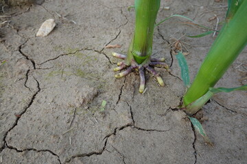 Corn growing in dry cracked soil during drought conditions