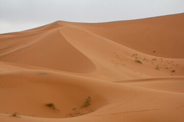 
Rolling desert sand dunes under an overcast sky, highlighting the subtle textures and curves of...