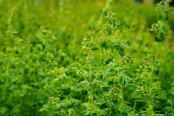 Banner with blooming mint sprigs in the apothecary garden in the garden as a concept for growing eco-friendly medicinal herbs