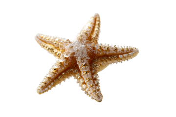 A starfish displays intricate textures and shades of beige and cream