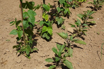 Growing bean and eggplant seedlings in dry soil garden