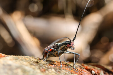 Macrochenus isabellinus. A pink-spotted Long-horned Beetle lays eggs in the bark of a tree during the rainy season in a forest in northern Thailand.