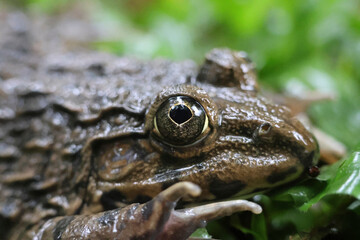 Close-up of a frog's eye. A frog on moss in the rainy season. Macro photography of beautiful nature.