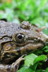 Close-up of a frog's eye. A frog on moss in the rainy season. Macro photography of beautiful nature.